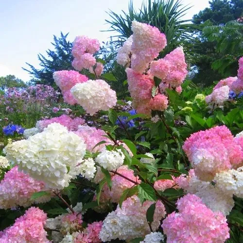 Гортензия ВАНИЛЛА ФРАЙЗ метельчатая  Гортензия ВАНИЛЛА ФРАЙЗ метельчатая в Москве