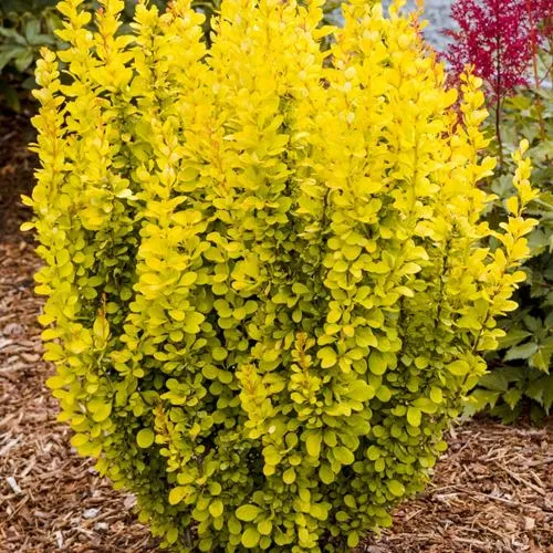 Барбарис ГОЛДЕН ТОРЧ тунберга  Барбарис ГОЛДЕН ТОРЧ тунберга в Москве