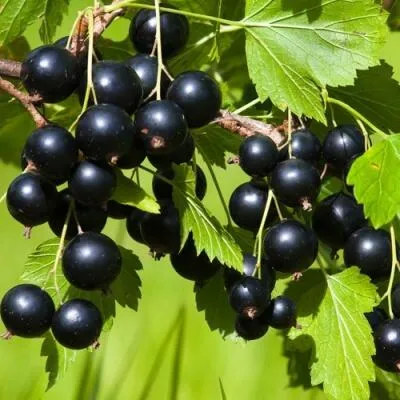 Саженцы смородины оптом  Саженцы смородины оптом в Москве