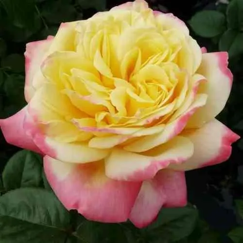 Саженцы роз КОРДЕС ДЖУБИЛИ чайно-гибридная  Саженцы роз КОРДЕС ДЖУБИЛИ чайно-гибридная в Москве