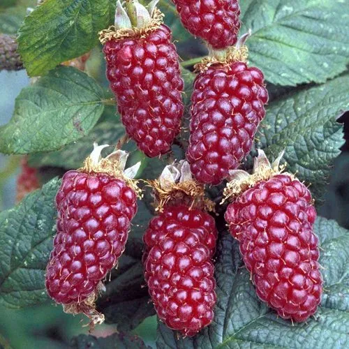 Ежемалина ТАЙБЕРРИ  Ежемалина ТАЙБЕРРИ в Москве