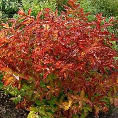 Вейгела ОГНЕННЫЕ КРЫЛЬЯ  Вейгела ОГНЕННЫЕ КРЫЛЬЯ в Москве