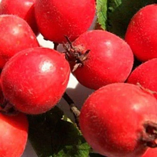 Боярышник КРУПНОПЛОДНЫЙ  Боярышник КРУПНОПЛОДНЫЙ в Москве