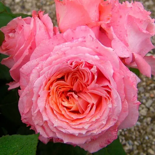 Саженцы роз ИНСТИТУТ ЛЮМЬЕР шраб  Саженцы роз ИНСТИТУТ ЛЮМЬЕР шраб в Москве