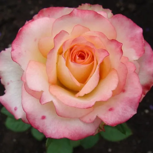 Саженцы роз ДУЭТ чайно-гибридная в Москве