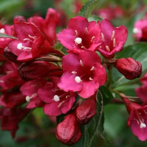 Вейгела ЕВА РАТКЕ  Вейгела ЕВА РАТКЕ в Москве