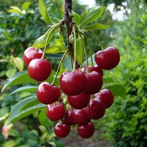 Вишня ВОЛОЧАЕВКА Вишня ВОЛОЧАЕВКА