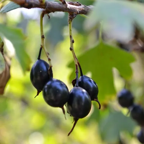 Смородина золотистая ДУСТЛИК  Смородина золотистая ДУСТЛИК в Москве