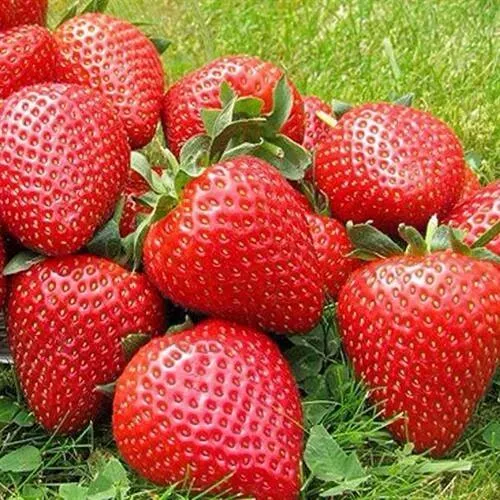 Клубника ЭЛИАНЕ  Клубника ЭЛИАНЕ в Москве