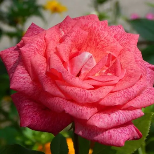 Саженцы роз ПЬЕР КАРДЕН чайно-гибридная  Саженцы роз ПЬЕР КАРДЕН чайно-гибридная в Москве