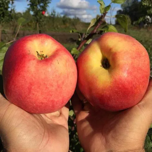 Яблоня КОВРОВОЕ стелющаяся  Яблоня КОВРОВОЕ стелющаяся в Москве
