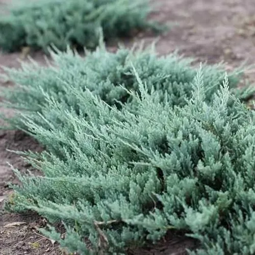 Можжевельник БЛЮ ЧИП горизонтальный  Можжевельник БЛЮ ЧИП горизонтальный в Москве