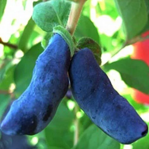 Жимолость съедобная БАКЧАРСКИЙ ВЕЛИКАН  Жимолость съедобная БАКЧАРСКИЙ ВЕЛИКАН в Москве