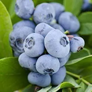 Ранние сорта в Москве