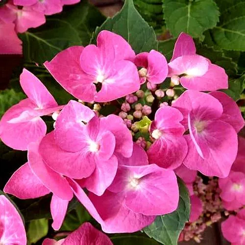 Гортензия ТАУБЕ крупнолистная  Гортензия ТАУБЕ крупнолистная в Москве