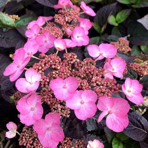 Гортензия ДАРЕДЕВИЛ пильчатая  Гортензия ДАРЕДЕВИЛ пильчатая в Москве