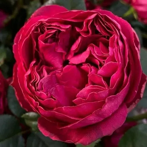 Саженцы роз РАСПБЕРРИ ЭЛЕГАНС чайно-гибридная  Саженцы роз РАСПБЕРРИ ЭЛЕГАНС чайно-гибридная в Москве