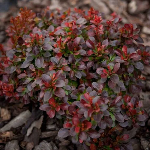 саженцы барбариса саженцы барбариса