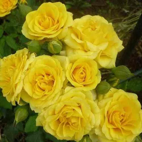 Саженцы роз ЕЛЛОУ БЭЙБИ спрей  Саженцы роз ЕЛЛОУ БЭЙБИ спрей в Москве