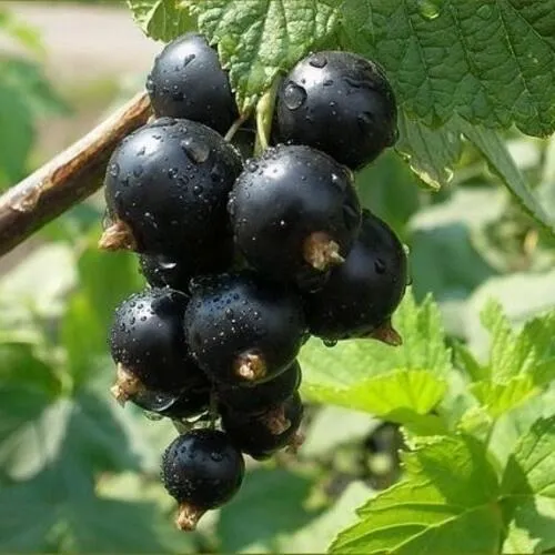 Смородина черная ПИГМЕЙ  Смородина черная ПИГМЕЙ в Москве