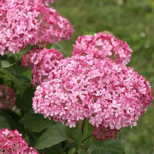 Гортензия ИНВИЗИБЛ СПИРИТ  Гортензия ИНВИЗИБЛ СПИРИТ в Москве