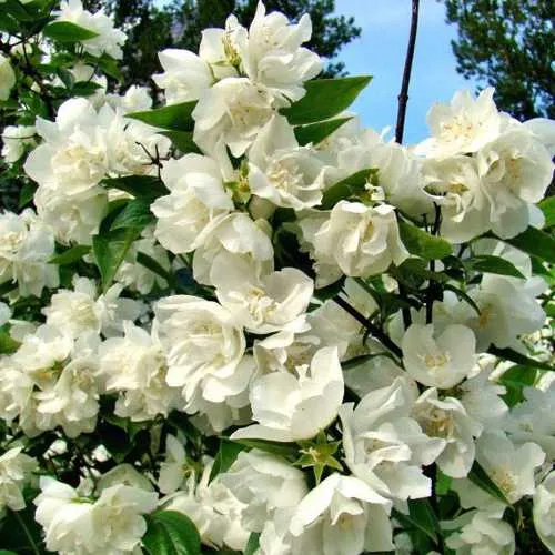 Жасмин ДЕНИСКИНЫ РАССКАЗЫ  Жасмин ДЕНИСКИНЫ РАССКАЗЫ в Москве