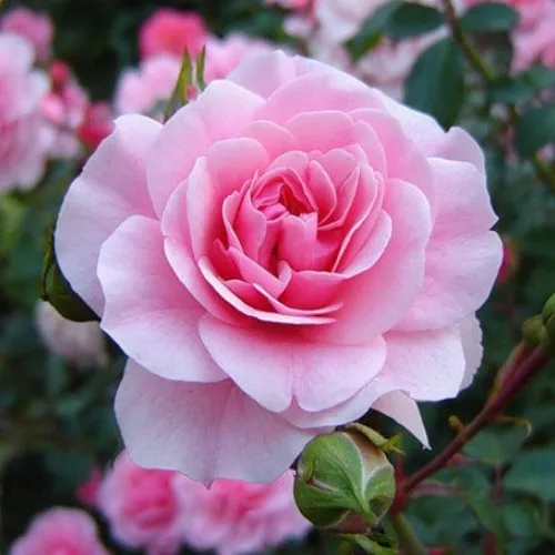 Саженцы роз БОНИКА флорибунда  Саженцы роз БОНИКА флорибунда в Москве