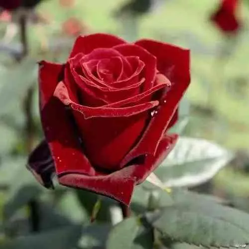 Саженцы роз ТАБУ чайно-гибридная  Саженцы роз ТАБУ чайно-гибридная в Москве