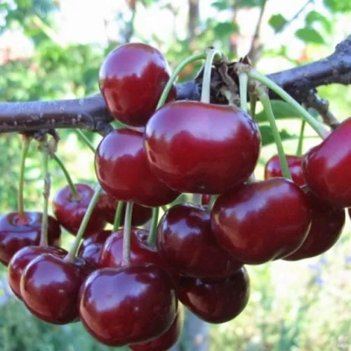 Вишня НОРД СТАР  Вишня НОРД СТАР в Москве