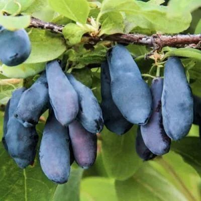 Саженцы жимолости оптом  Саженцы жимолости оптом в Москве