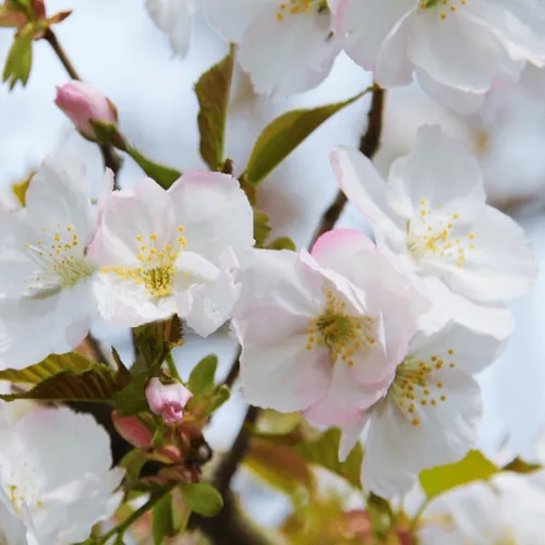 Вишня ОКАМЕ  Вишня ОКАМЕ в Москве
