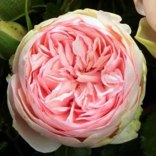 Саженцы роз БРАЙДАЛ ПИАНО чайно-гибридная  Саженцы роз БРАЙДАЛ ПИАНО чайно-гибридная в Москве