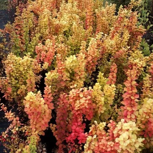 Барбарис САММЕР САНСЕТ тунберга  Барбарис САММЕР САНСЕТ тунберга в Москве