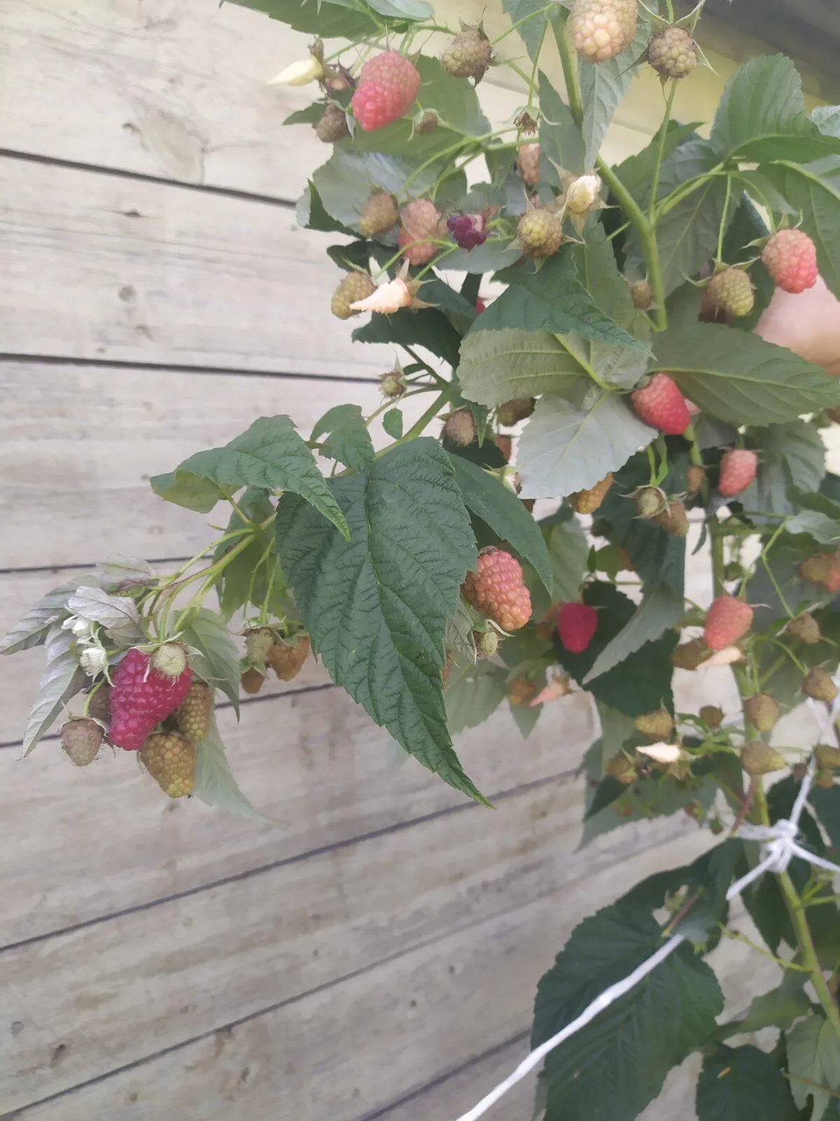 Малина Малина