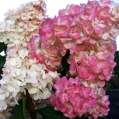 Гортензия ПИНК ЛЕДИ метельчатая  Гортензия ПИНК ЛЕДИ метельчатая в Москве