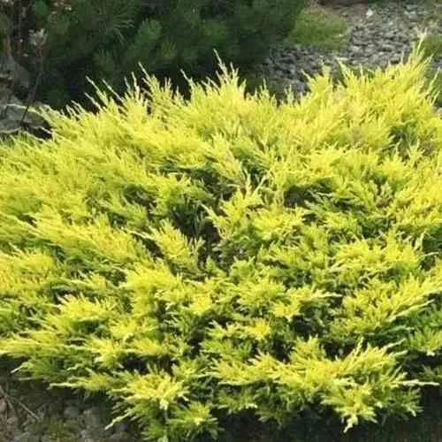 Можжевельник ЛАЙМ ГЛОУ горизонтальный  Можжевельник ЛАЙМ ГЛОУ горизонтальный в Москве