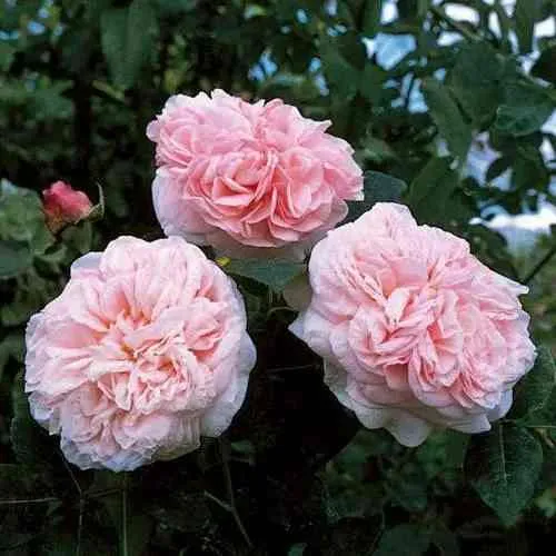 Саженцы роз КЛЭР РОУЗ английская  Саженцы роз КЛЭР РОУЗ английская в Москве