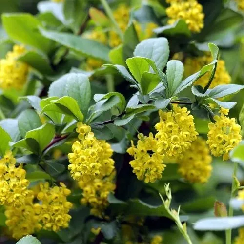 Барбарис корейский  Барбарис корейский в Москве