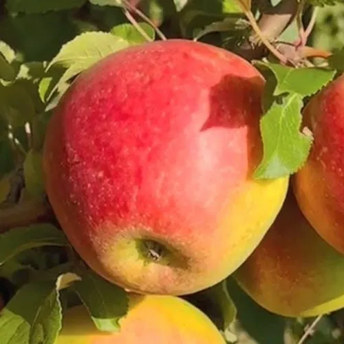 Яблоня САКАВИТА  Яблоня САКАВИТА в Москве