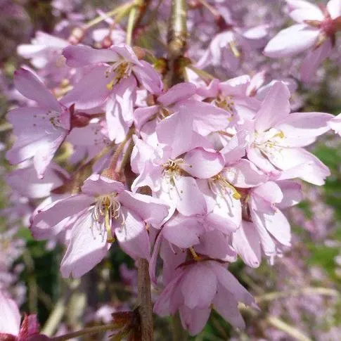 Сакура ПЕНДУЛА РУБРА  Сакура ПЕНДУЛА РУБРА в Москве