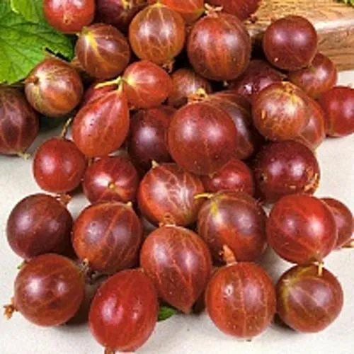 Крыжовник ОЛАВИ (ХИННОНМАЕН ПУНАЙНЕН)  Крыжовник ОЛАВИ (ХИННОНМАЕН ПУНАЙНЕН) в Москве