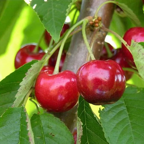 Черешня 15-26-5  Черешня 15-26-5 в Москве