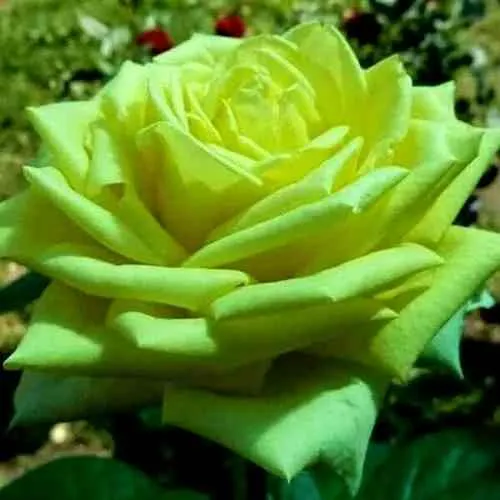 Саженцы роз АМАНДИНА чайно-гибридная  Саженцы роз АМАНДИНА чайно-гибридная в Москве