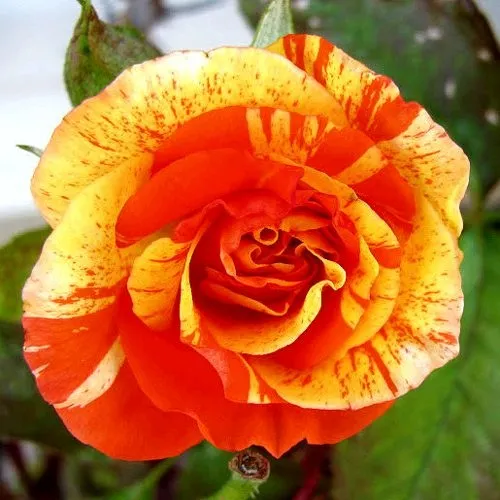 Саженцы роз АПЕЛЬСИН И ЛИМОН флорибунда  Саженцы роз АПЕЛЬСИН И ЛИМОН флорибунда в Москве