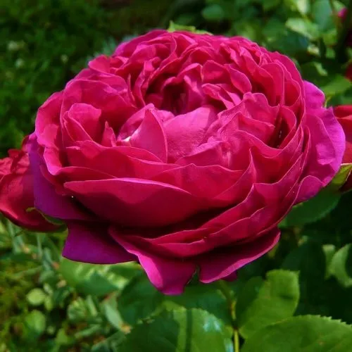 Саженцы роз АСКОТ чайно-гибридная в Москве