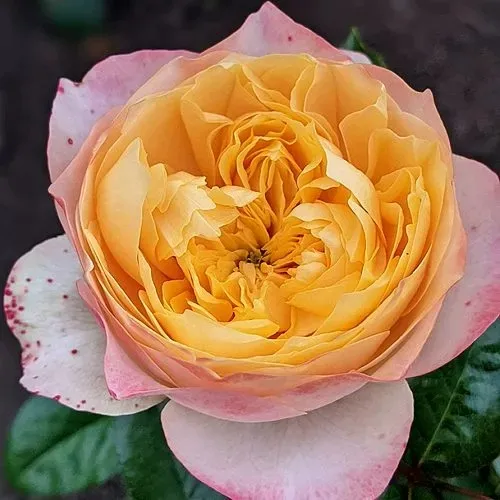 Саженцы роз ГОЛДЕН ВУВУЗЕЛА чайно-гибридная  Саженцы роз ГОЛДЕН ВУВУЗЕЛА чайно-гибридная в Москве