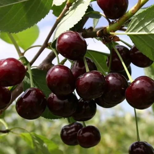 Вишня СВЕРДЛОВЧАНКА степная  Вишня СВЕРДЛОВЧАНКА степная в Москве