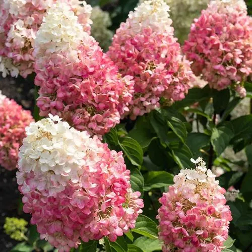 Гортензия ПИНКИ ПРОМИС метельчатая  Гортензия ПИНКИ ПРОМИС метельчатая в Москве