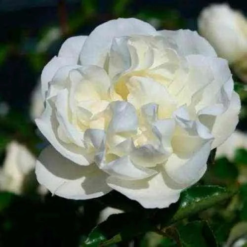 Саженцы роз ВАЙТ МЕЙДИЛАНД почвопокровная  Саженцы роз ВАЙТ МЕЙДИЛАНД почвопокровная в Москве