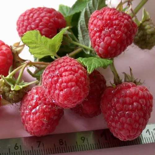 Саженцы малины ремонтантной Примара Саженцы малины ремонтантной Примара